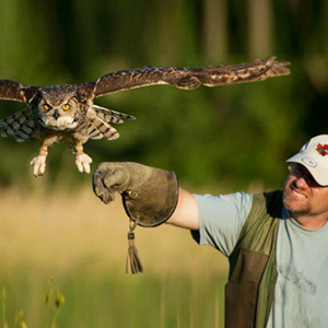 Birds of Prey
