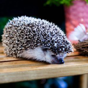 Hands on Mammals