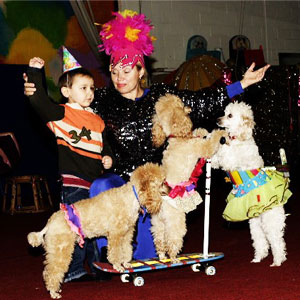 Poodle Show